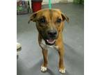 Adopt Link a Brindle Black Mouth Cur / Mixed Breed (Medium) / Mixed (short coat)