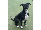 Adopt Gill a Black Terrier (Unknown Type, Medium) / Great Dane / Mixed (short