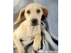 Adopt Hibiddy Dibiddy a Labrador Retriever / Mountain Cur / Mixed dog in El