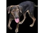 Adopt Bees Knees a Labrador Retriever / Mountain Cur / Mixed dog in El Dorado