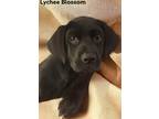 Adopt Lychee Blossom a Labrador Retriever / Mountain Cur / Mixed dog in El
