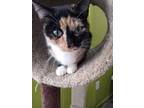 Adopt Eden a All Black Domestic Shorthair / Mixed Breed (Medium) / Mixed (short