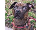 Adopt Chester a Brown/Chocolate Catahoula Leopard Dog / Mixed Breed (Medium) /
