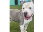 Adopt AIKO a Merle Mixed Breed (Small) / Mixed Breed (Medium) / Mixed (short