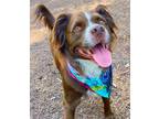 Adopt Sailor *URGENT FOSTER NEEDED TOO! a Brown/Chocolate - with White Brittany
