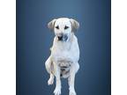 Adopt "ANNIE" in CONROE TEXAS a Tan/Yellow/Fawn Black Mouth Cur / Labrador