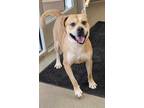 Adopt Butterscotch a Tan/Yellow/Fawn Mixed Breed (Small) / Mixed Breed (Medium)