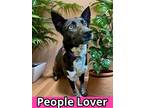 Adopt Blackie a Black German Shepherd Dog / Mixed Breed (Medium) / Mixed (short