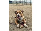 Adopt Callahan a Brown/Chocolate American Pit Bull Terrier / Mixed Breed