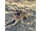 Adopt Beau a Brown/Chocolate - with Tan Black Mouth Cur / Mixed dog in Thornton