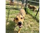 Adopt Cam a Tan/Yellow/Fawn Black Mouth Cur / Mixed dog in Thornton
