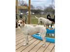 Adopt Cher a White - with Tan, Yellow or Fawn Black Mouth Cur / Mixed dog in