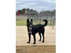 Adopt Leroy a Black - with White Border Terrier / Mixed dog in Thornton