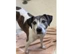 Adopt Pete a White Mixed Breed (Small) / Mixed Breed (Medium) / Mixed (short