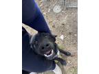Adopt Tyson a Black - with White Labrador Retriever / German Shepherd Dog /