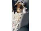 Adopt Zoey a White - with Brown or Chocolate Pointer / Spaniel (Unknown Type) /