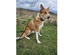 Adopt Emily a Brindle Alaskan Klee Kai / Mixed Breed (Medium) / Mixed (short