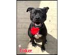 Adopt Tinker a Brindle - with White Staffordshire Bull Terrier / Mixed dog in