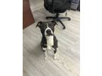 Adopt Smokey a Black Terrier (Unknown Type, Medium) / Mixed Breed (Medium) /