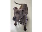 Adopt Gabriel a Gray/Blue/Silver/Salt & Pepper Pit Bull Terrier / Mixed Breed