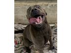 Adopt IMOGEN a Brown/Chocolate Labrador Retriever / Mixed Breed (Medium) / Mixed