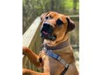 Adopt 2311-0689 Trusty a Brown/Chocolate - with Black Mastiff / Mixed dog in