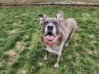 Adopt Zeus a Brindle Mastiff / Mixed Breed (Medium) / Mixed (short coat) dog in