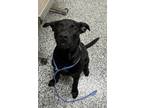 Adopt Colt a Black Labrador Retriever / Mixed Breed (Medium) / Mixed (short