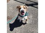 Adopt Rocky a Brown/Chocolate Mixed Breed (Small) / Mixed Breed (Medium) / Mixed