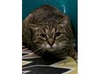 Adopt Dahlia a Brown Tabby Domestic Shorthair / Mixed Breed (Medium) / Mixed
