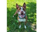 Adopt Ezra a Brindle - with White Pit Bull Terrier / Mixed dog in Lisbon