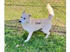 Adopt Olaf a White - with Tan, Yellow or Fawn Labrador Retriever / Shepherd