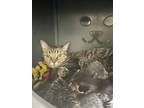 Adopt Tabbie a Brown Tabby Domestic Shorthair / Mixed Breed (Medium) / Mixed