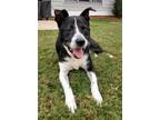 Adopt Oreo a Black - with White Border Collie / Mixed dog in Decatur