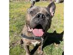 Adopt Bibble a Brindle - with White Pit Bull Terrier / Mixed Breed (Medium) /