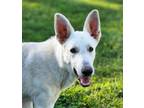 Adopt Polar Boy a White German Shepherd Dog / Mixed dog in Aurora, IN (41194144)