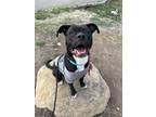 Adopt Pluto a Black American Pit Bull Terrier / Mixed Breed (Medium) / Mixed