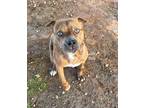 Adopt Lucky Boy a Merle American Staffordshire Terrier / Mixed dog in Newberry