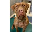 Adopt Kovu a Brown/Chocolate American Pit Bull Terrier / Mixed Breed (Medium) /