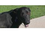 Adopt SWEETIE (NEW MEXICO) NVS a Black Labrador Retriever dog in Langley