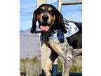 Adopt Boone a Gray/Blue/Silver/Salt & Pepper Bluetick Coonhound / Mixed dog in