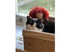 Adopt Oreo a Black (Mostly) American Shorthair (short coat) cat in Lansdale
