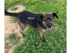 Adopt Mama a Brindle Plott Hound / Mixed dog in Newberry, SC (41194722)