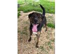 Adopt Buddy a Brindle Plott Hound / Mixed dog in Newberry, SC (41194718)