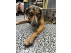 Adopt Beau a Tan/Yellow/Fawn Catahoula Leopard Dog / Mixed Breed (Medium) /