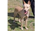 Adopt Halo a Tan/Yellow/Fawn - with White Carolina Dog / Mixed Breed (Medium) /