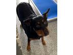 Adopt Daisy a Black German Shepherd Dog / Mixed dog in Shawnee, OK (41194506)