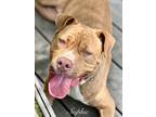 Adopt Sophie a Terrier (Unknown Type, Small) / Mixed dog in Jackson