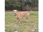 Adopt Sandy a Tan/Yellow/Fawn Terrier (Unknown Type, Medium) / Pit Bull Terrier