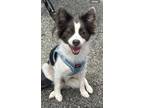 Adopt Pappy a White - with Black Papillon / Mixed dog in Huntington